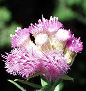 asteraceae pluchea sericea_arrow-weed flower